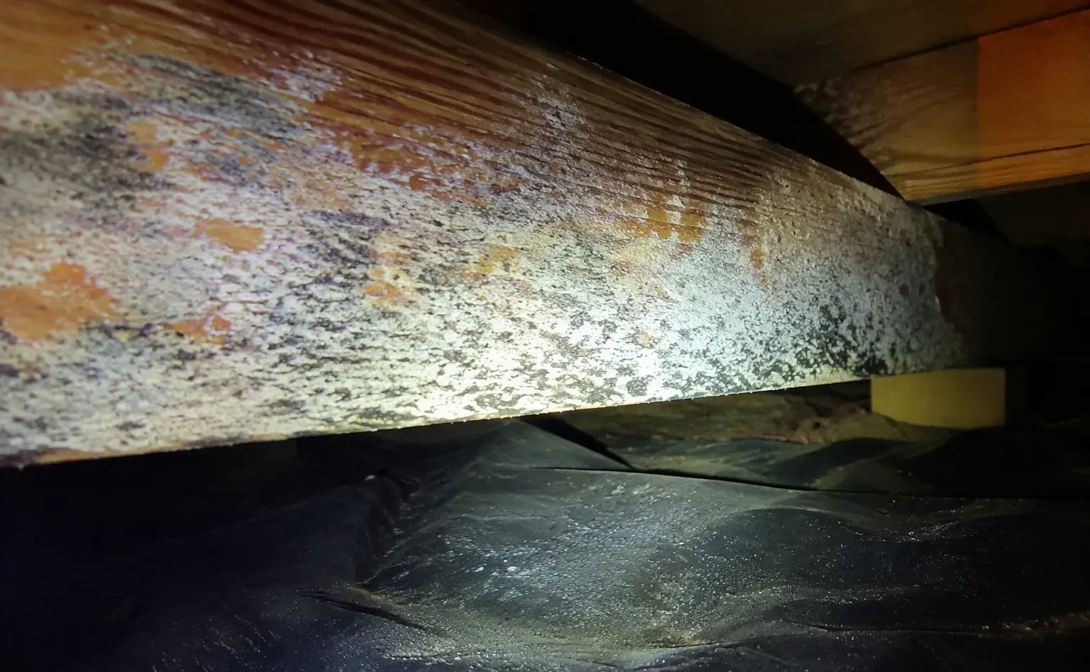 Mold growth on a wall behind tile from trapped moisture